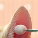 Oreilles d’animal nettoyées délicatement