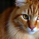 Amandine F. et son Maine Coon Chacha
